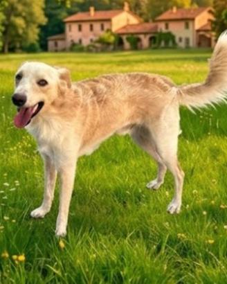 Rey un golden tascabile di 1 anno e mezzo