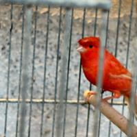 Canarini a fattore rosso