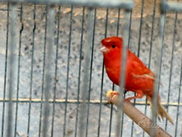 Canarini a fattore rosso