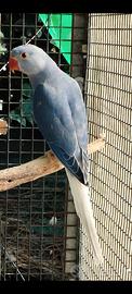 parrocchetti dal collare 