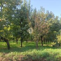 TER. AGRICOLO A NOCERA SUPERIORE