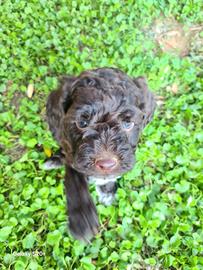 Lagotto romagnolo 