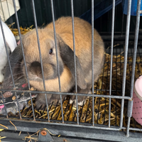 Coniglio puro nano ariete