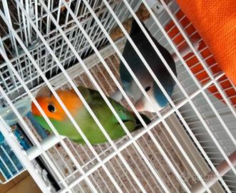 Coppia Pappagalli inseparabili