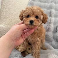 Maltipoo cucciolo maschietto