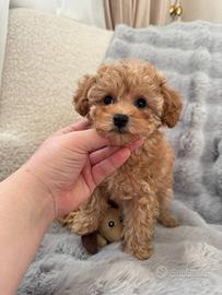 Maltipoo cucciolo maschietto