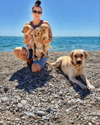 Cuccioli di labrador retriever