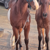 Cavallo puledro paint horse