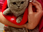 Immagine 2