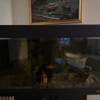 Acquario