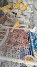 CANARINI coppia