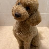 Barboncino per accoppiamento