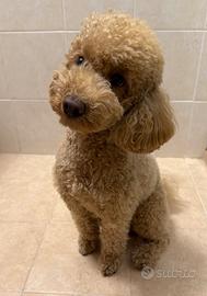 Barboncino per accoppiamento