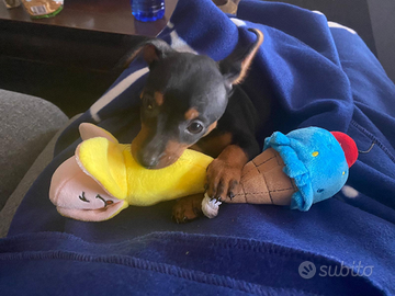 Miniatura di pincher vaccini completi