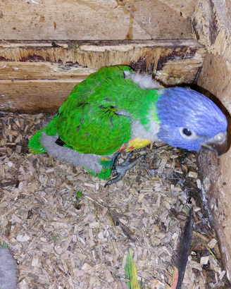 Lori arcobaleno