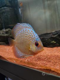 Discus