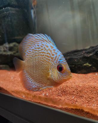 Discus