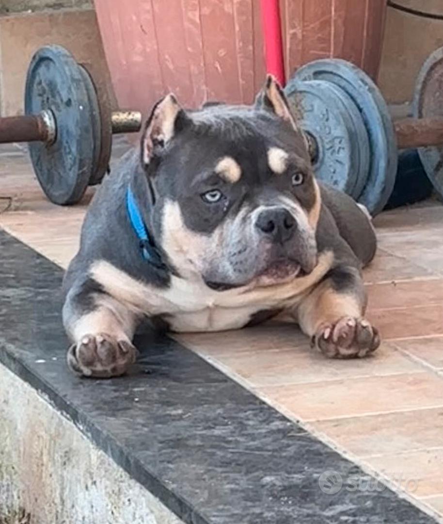 American Bully Micro Fem - Animali In vendita a Catania