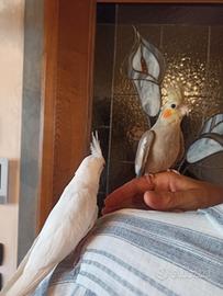 Calopsiti allevate a mano