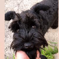 Cucciola Snawzer nano