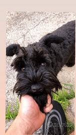 Cucciola Snawzer nano