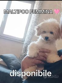 MALTIPOO Toy femmina