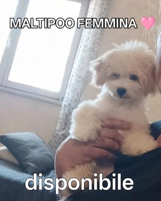 MALTIPOO Toy femmina