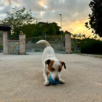 Jack russel per monta