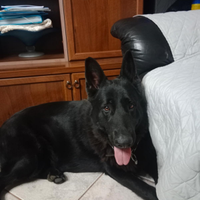 Pastore tedesco 4 anni femmina