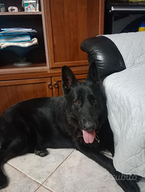 Pastore tedesco 4 anni femmina