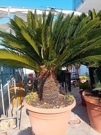 Cycas revoluta