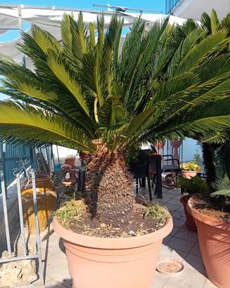 Cycas revoluta