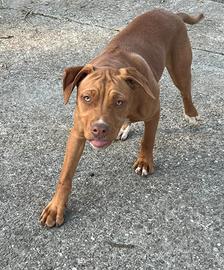 Cuccioli Pitbull recupero spese