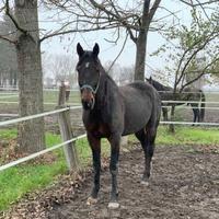 Cavallo da compagnia
