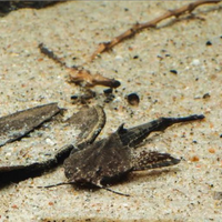 Bunocephalus Coracoideus
