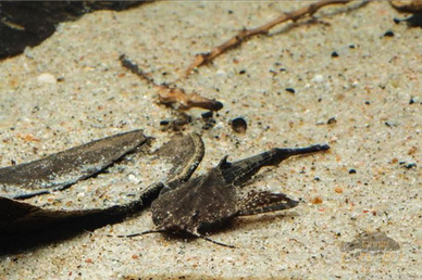 Bunocephalus Coracoideus