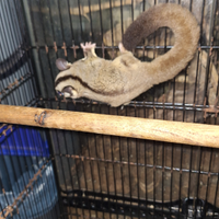 Petauro dello zucchero