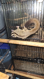 Petauro dello zucchero