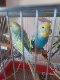Cocorite rainbow e ondulati