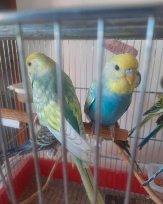 Cocorite rainbow e ondulati
