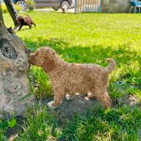 Cuccioli di Lagotto Romagnolo