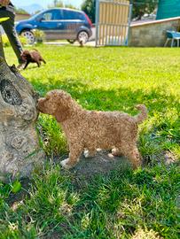 Cuccioli di Lagotto Romagnolo