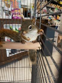 Coppia di scoiattoli