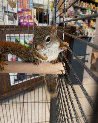 Coppia di scoiattoli