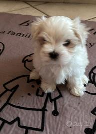Cucciola