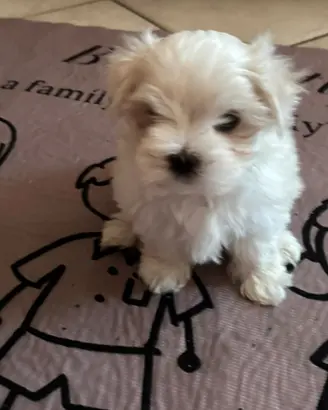 Cucciola