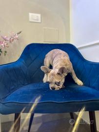 Cucciola bull dog blu merle