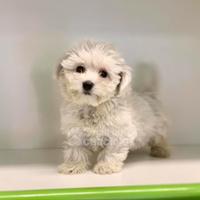 Maltese " mini toy " disponibili