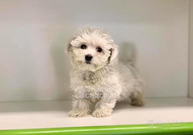 Maltese " mini toy " disponibili