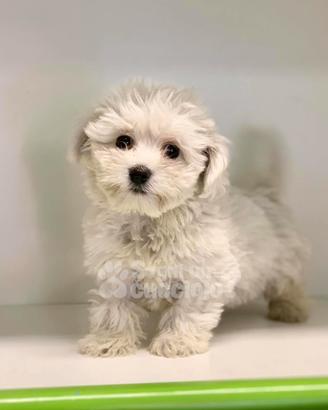 Maltese " mini toy " disponibili